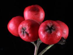 Cotoneaster ×watereri: Fruit.
 Image: D. Glenny © Landcare Research 2017 CC BY 3.0 NZ